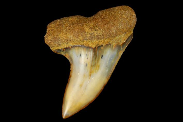 Colorful Mako/White Shark Tooth Fossil - Sharktooth Hill, CA #122694
